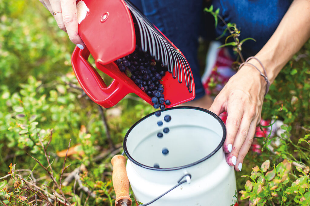 A person pouring bilberries from a berry picker to a pot in a forest.