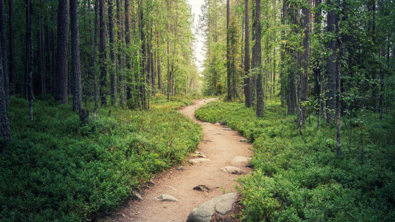 A small path that goes through a forest.