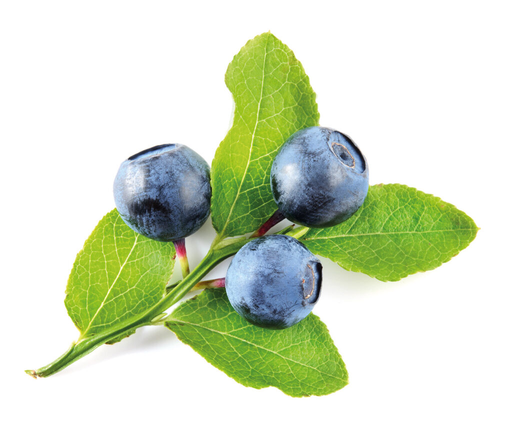 Bilberries.