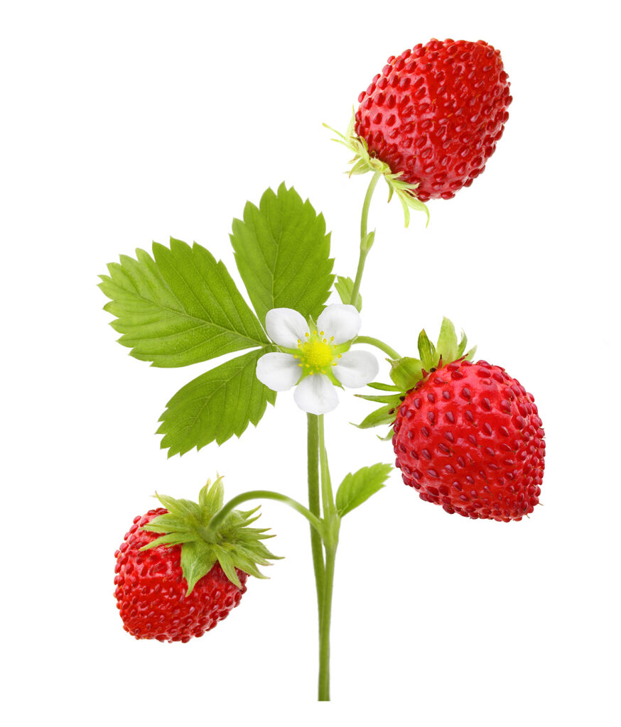 Wild strawberries.