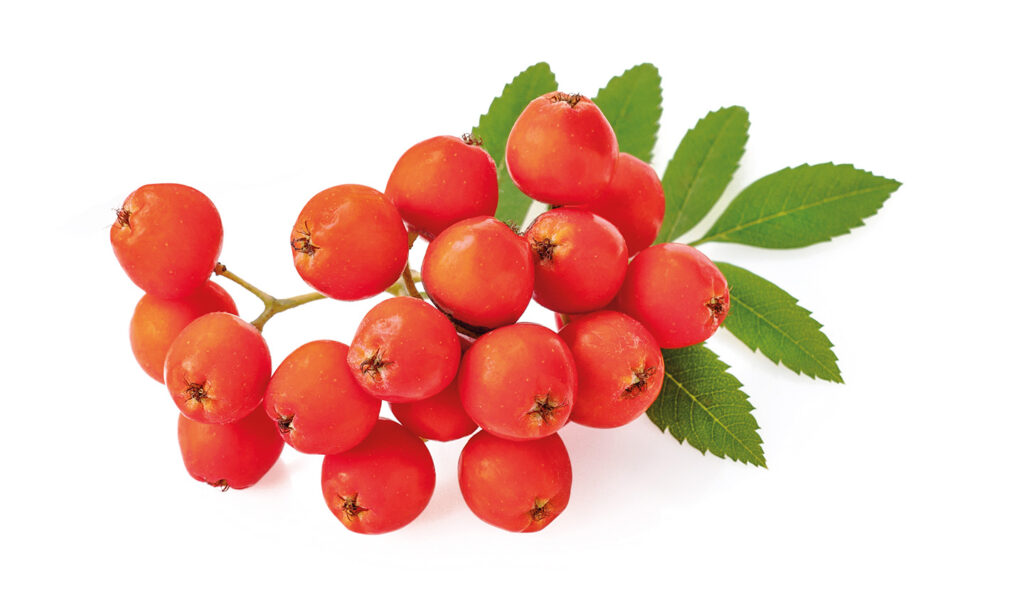 Rowanberries.