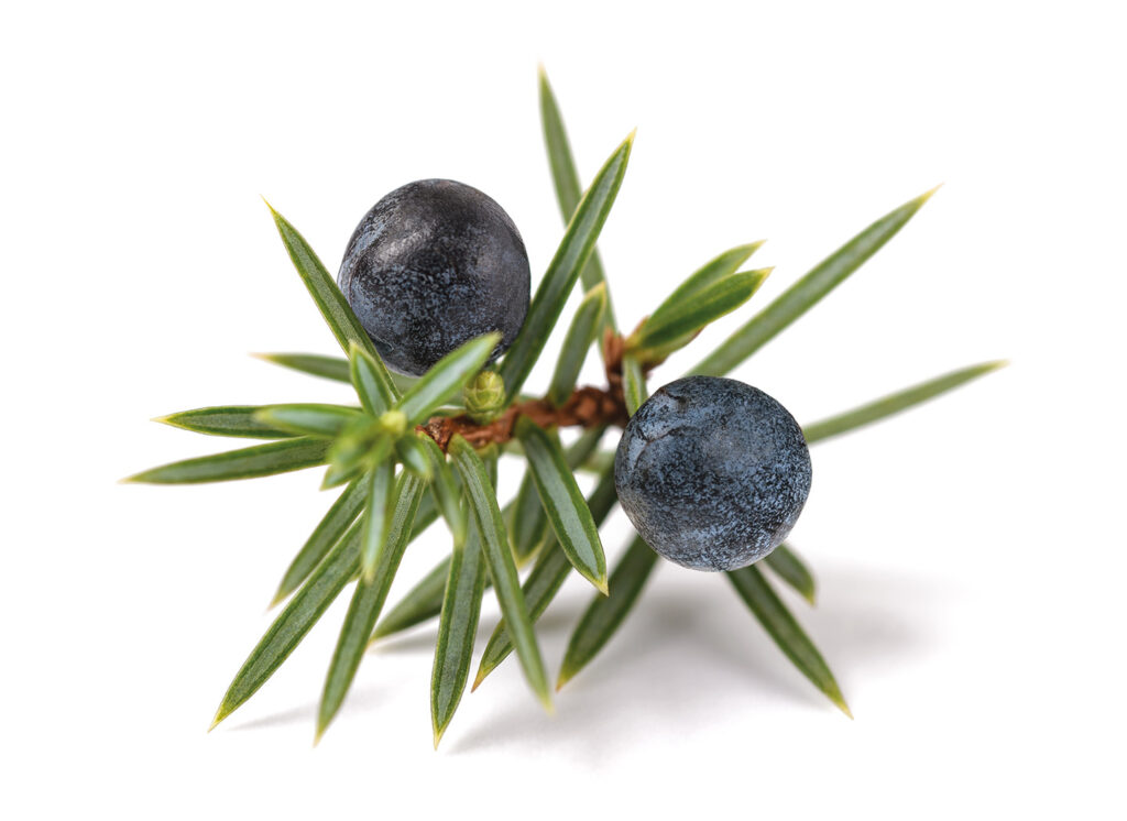 Juniper berries.