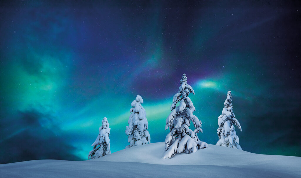 Four snowy spruces. The northern lights are in the sky.