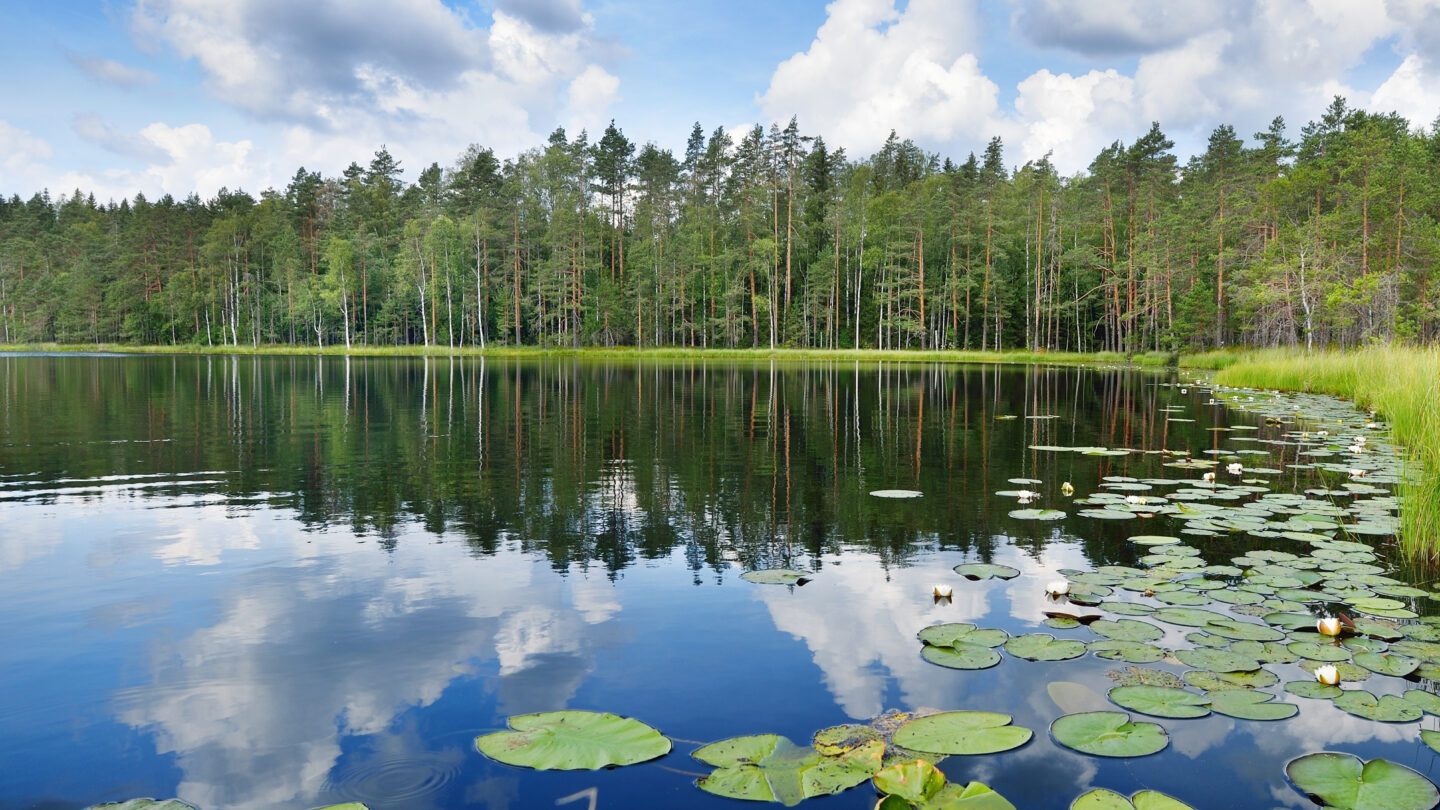 A lake view with water lilies in the front and a forest in the back.