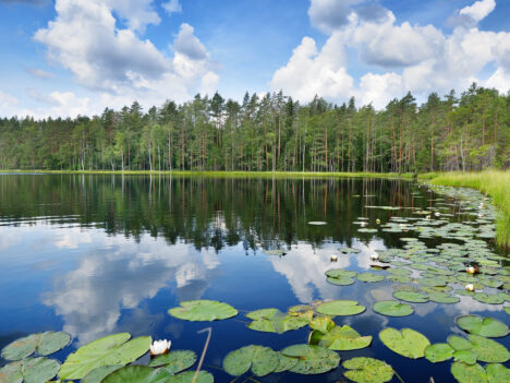 A lake view with water lilies in the front and a forest in the back.