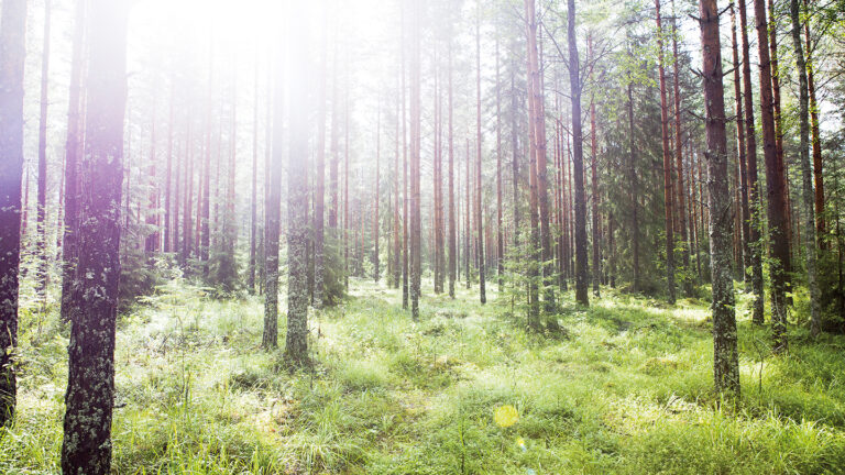 A forest in sunlight.